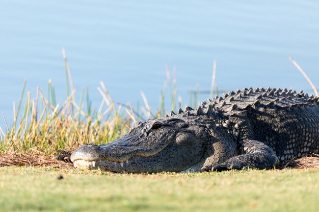 75-year-old Florida man saves dog from alligator attack by kicked 7-foot gator in the snout