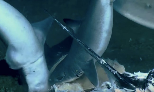 sharks eating swordfish wreckfish eats shark