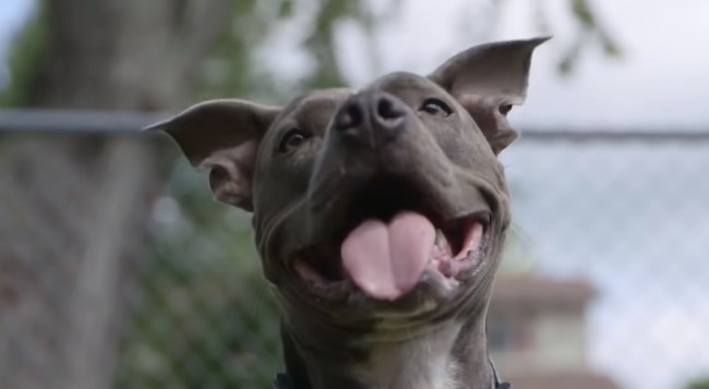 Woman has legs and arms amputated after dog lick. Marie Trainer suffered Capnocytophaga.