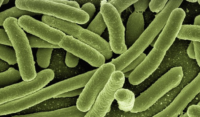 Bacterium Evolving Into New Superbug Resistant To Disinfectants