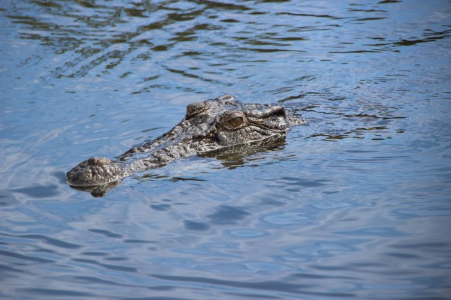 Australia crocodile