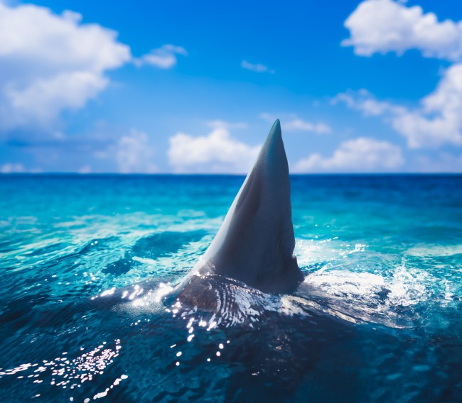 3 people in Florida were bit in shark attacks in New Smyrna Beach in Volusia County, Florida, as the shark attack capital of the world.