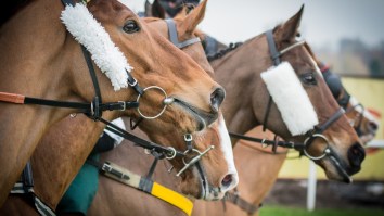 This Horse Racing Photofinish Was So Close The Wrong Horse Was Awarded The Win Due To An Optical Illusion