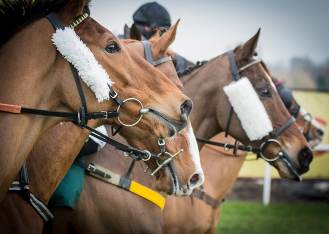 Horse Racing, Racing Horses