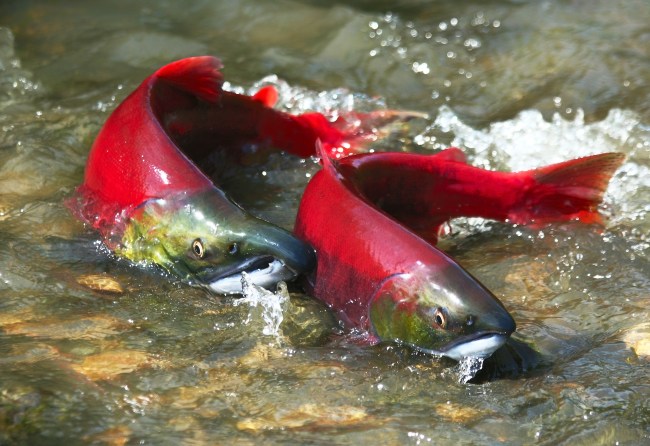red salmon