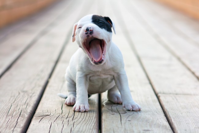 pitbull puppy