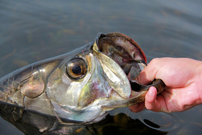 tarpon fish