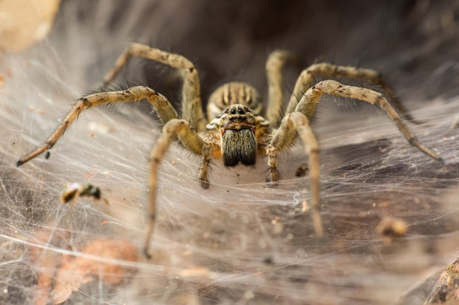 Annette Alaniz Guajardo documents a bat getting caught in a spider web and then being eaten by the spider with photos and videos.