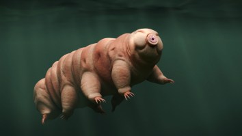 Lunar Lander Crashed On The Moon And Unleashed Thousands Of Tardigrades, The Most Resilient Animals Known To Man