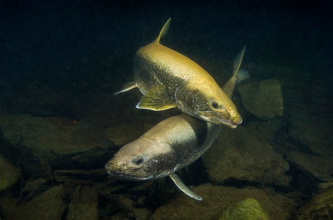 lake trout