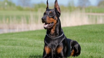 YouTube Star Accidentally Uploads Video Of Her Hitting, Spitting On And Yelling At Her Dog, Police Investigating Abuse