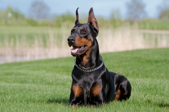 YouTube star Brooke Houts accidentally uploaded a video of her abusing her dog, in the footage she is seen hitting, spitting on and yelling at her Doberman named Sphinx.
