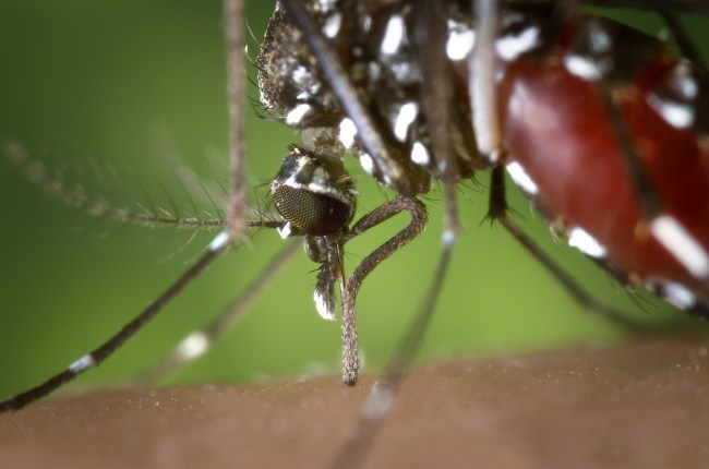 Asian Tiger Mosquito