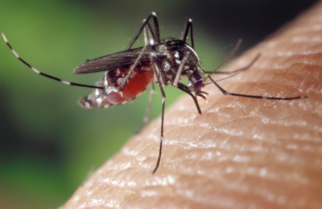 Asian Tiger Mosquito