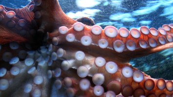 Woman Trying To Snag The Perfect Photo Puts An Octopus On Her Face, Ends Up In The Hospital