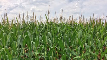 Man Leads Police On Epic Two-Hour Chase Through A Corn Maze Before Capturing Him Hiding In A Chicken Coop