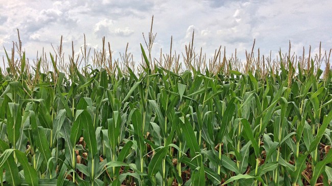 California Man Leads Police On Epic Chase Through A Corn Maze