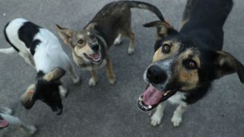 Woman In Bahamas Rescues And Shelters Nearly 100 Dogs To Protect Them From Hurricane Dorian