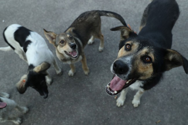 A woman in the Bahamas has sheltered nearly 100 stray and abandoned dogs inside her home to protect them from Hurricane Dorian.   Chella Philips, manager of The Voiceless Dogs of Nassau, Bahamas, has given shelter to 97 dogs at her house in New Providence. 
