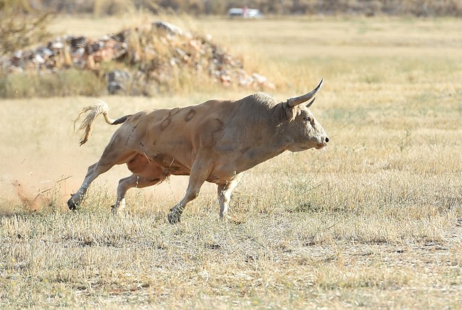 Fire sparks mass explosion of semen at cattle breeding center