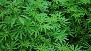 TV Helicopter Tracking Cyclists In Bike Race Accidentally Exposes Illegal Rooftop Marijuana Crops