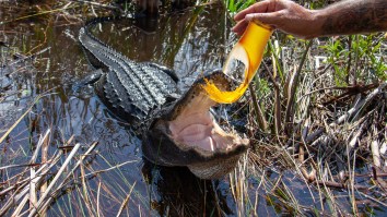 Florida Man Arrested For Trying To Get Drunk With An Alligator, As One Does