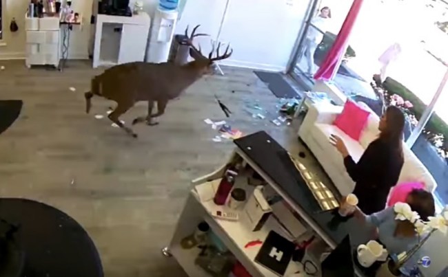 Deer smashes Long Island Salon window and destroys the salon