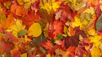 What’s The Best Part About Fall? We Put Together A Bracket To Find Out Once And For All