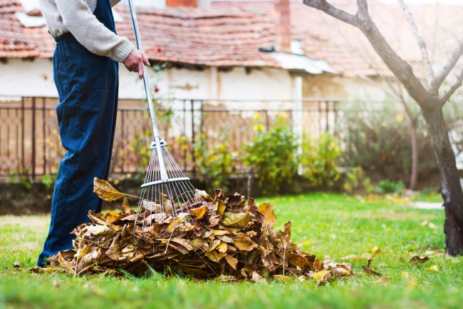 Do I Need To Rake Leaves