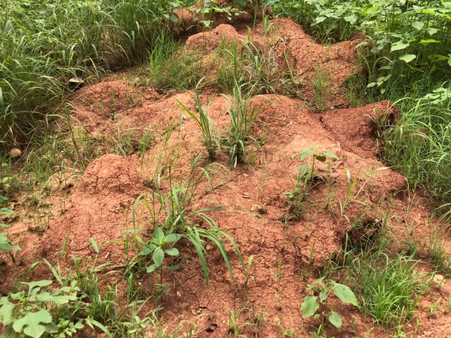 Man pours gasoline into the ant nest in his backyard then throws a lit match which causes a huge explosion.
