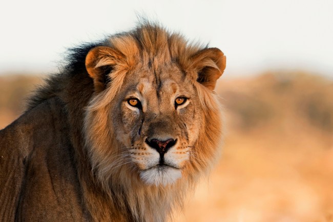 male lion Africa