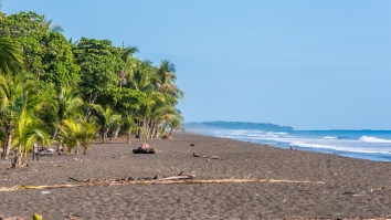 Guys Catch An 8-Foot Saltwater Crocodile Using A Towel And Their Bare Hands At Popular Costa Rica Surfing Beach