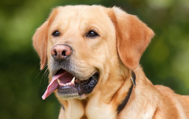 Research Humans Love Dogs A Lot More Than They Do Other Humans