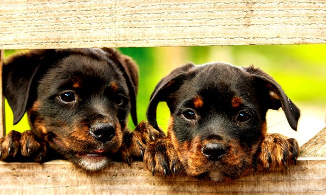 Research Says People Love Dogs A Lot More Than They Do Other Humans