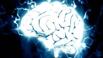 Scientists Are Worried That The Miniature Human Brains They Grew In A Lab May Be Sentient, Feel Pain