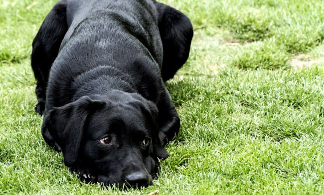 Florida Dog Does Reverse Donuts In Car Smashes Mailbox Cops Called
