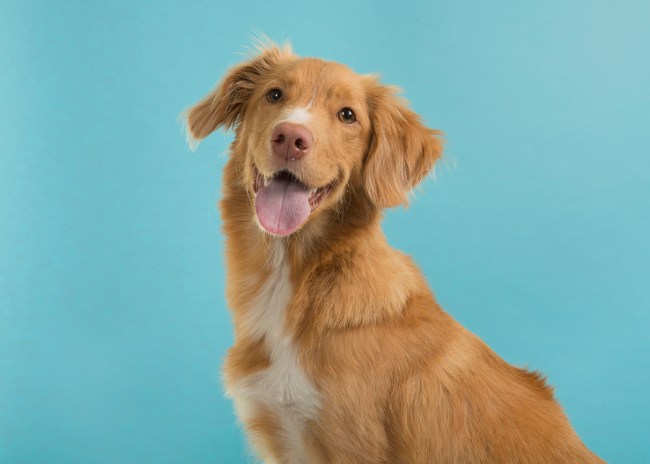 A healthy 63-year-old man thought he had the flu, turned out to be severe sepsis and purpura fulminans that he got from a dog lick, the bacterial infection caused his organs to shut down and he died according to European Journal of Case Reports in Internal Medicine.