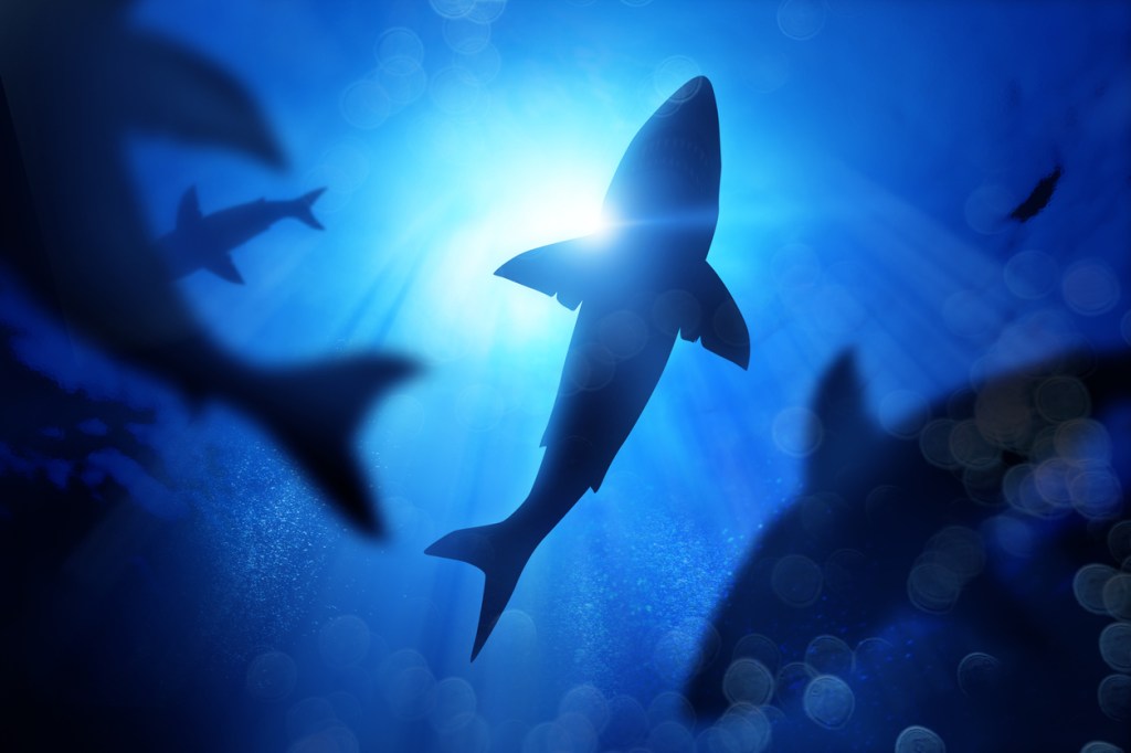 Stunning Drone Footage Captures Dozens Of Huge And Ravenous Sharks Devouring A 50-Foot Dead Whale