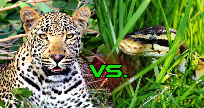 Python Tries To Eat A Leopard Pays Dearly For His Greed