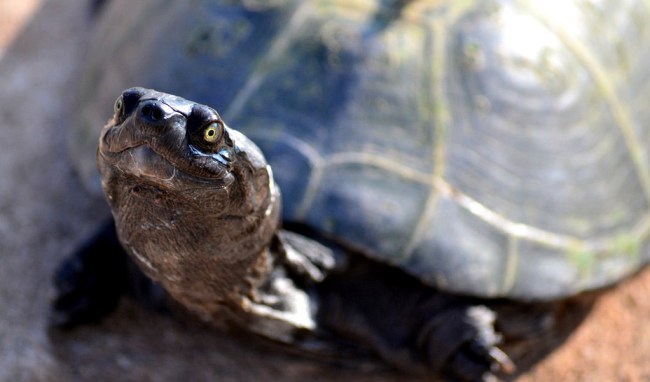 turtles