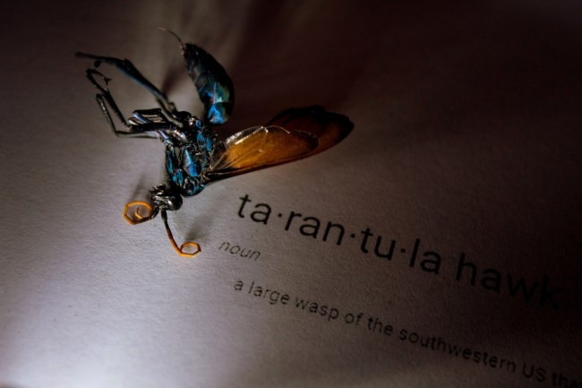 Tarantual Hawk Wasp
