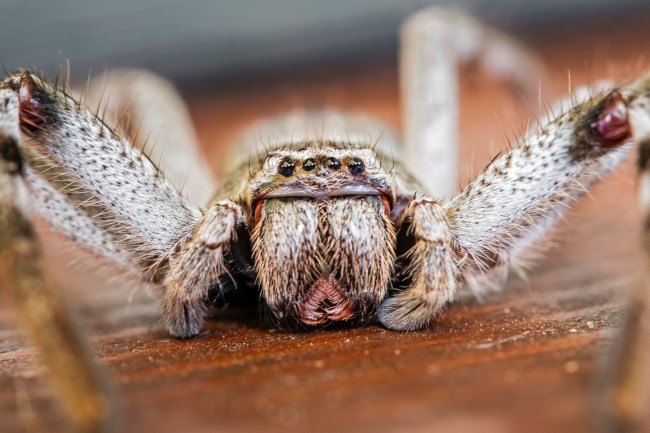 Huntsman Spider