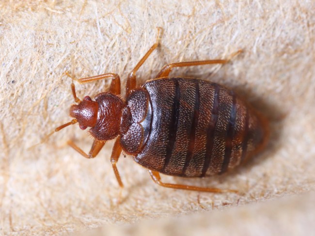 Bedbugs