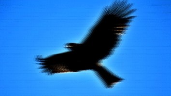 Please Explain This Bird Hovering Motionless In Mid-Air Because It Sure Looks Like There’s Been A Glitch In The Matrix