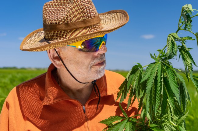 The numbers of American senior citizens over age 65 who now smoke marijuana or use edibles increased two-fold between 2015 and 2018, according to research published Monday in JAMA.