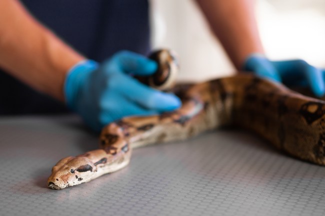 Video shared by the Small Animal and Specialist Hospital in Sydney shows veterinarians removing the towel from 'Monty,' an 18-year-old female jungle carpet python.