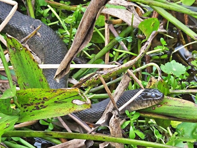 Florida Water Snake