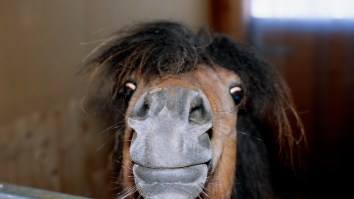 This Woman Brought A Damn Mini Service Horse Into First Class On A Plane While We Were All Arguing About Reclining Seats