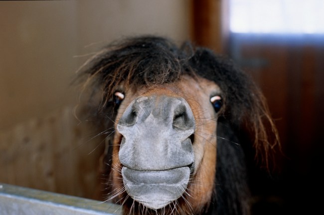 mini horse