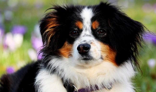 PETA Says Pet Is Derogatory Wants Everyone To Call Them Companions
